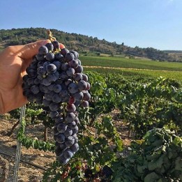 26866911_125078124973060_1137710736194142208_n